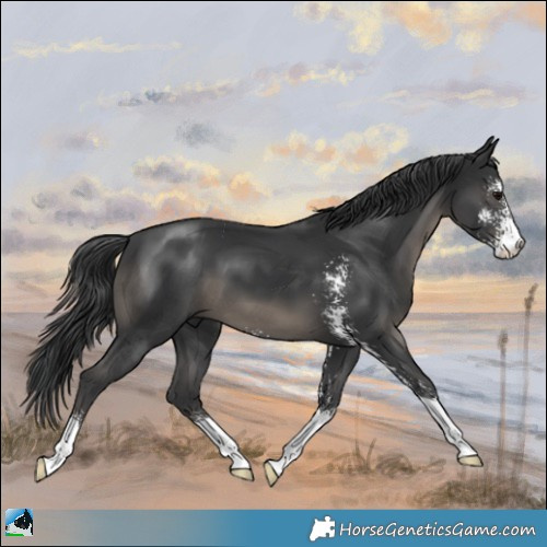 Horse Color:Black Sabino 