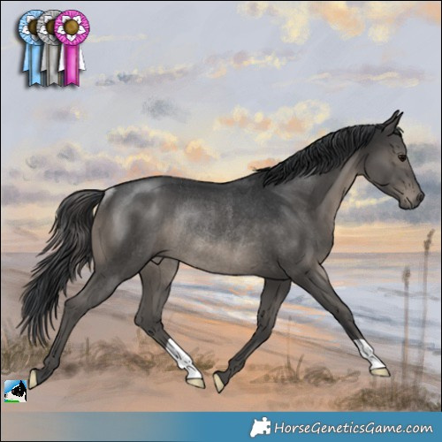 Horse Color:Black Rabicano 