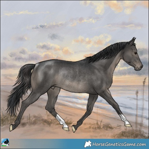 Horse Color:Black Rabicano 