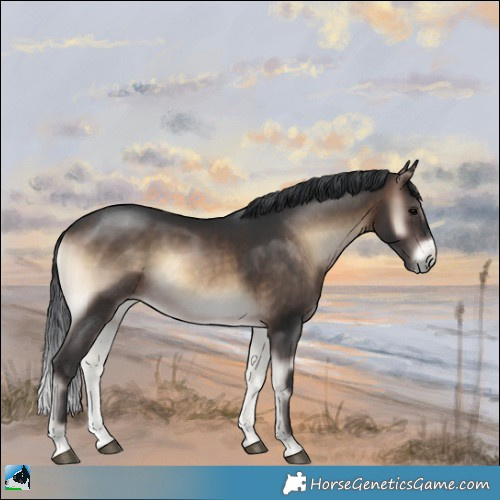 Horse Color:Brown Onyx Sabino Rabicano