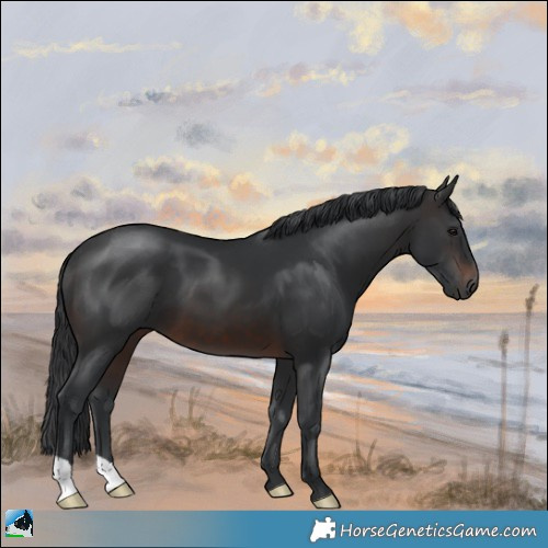 Horse Color:Brown 
