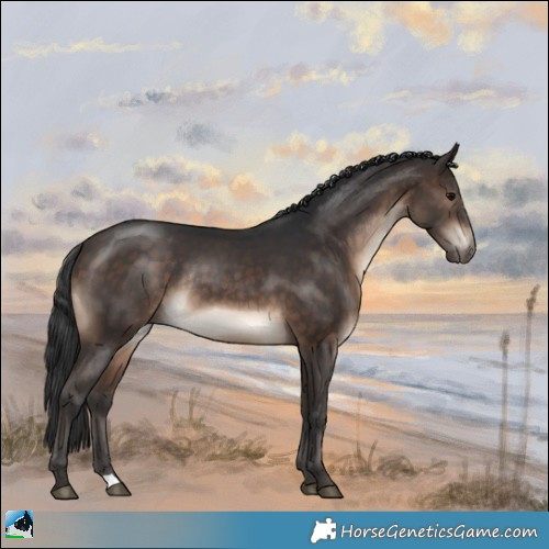 Horse Color:Brown Rabicano 