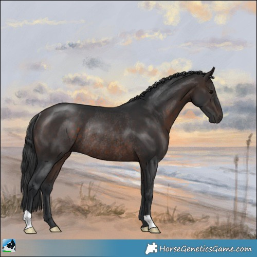 Horse Color:Brown Rabicano 