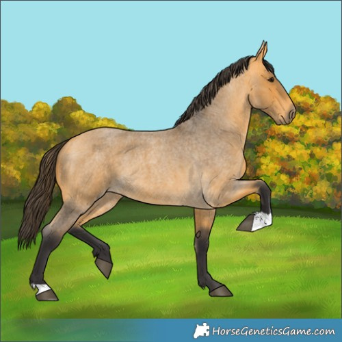 Horse Color:Buckskin Roan 