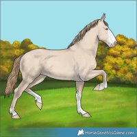 Horse Color:Perlino Dun Sabino 