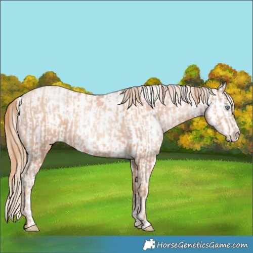 Horse Color:Gold Champagne Pearl Rabicano and Gold Champagne Pearl Appaloosa Rabicano