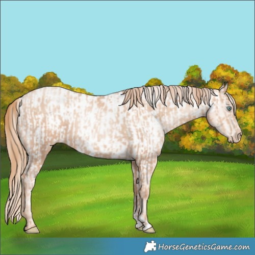 Horse Color:Gold Champagne Pearl Rabicano  and Gold Champagne Pearl Appaloosa Rabicano 