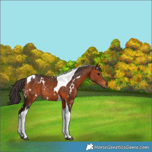 Horse Color:White Spotted Bay Tobiano Rabicano 