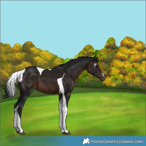Horse Color:Gray Brown Tobiano 