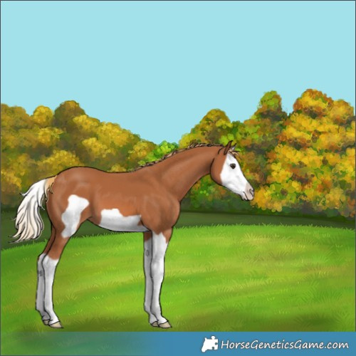 Horse Color:Chestnut Splash Frame 