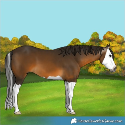 Horse Color:Gray Buckskin Splash 