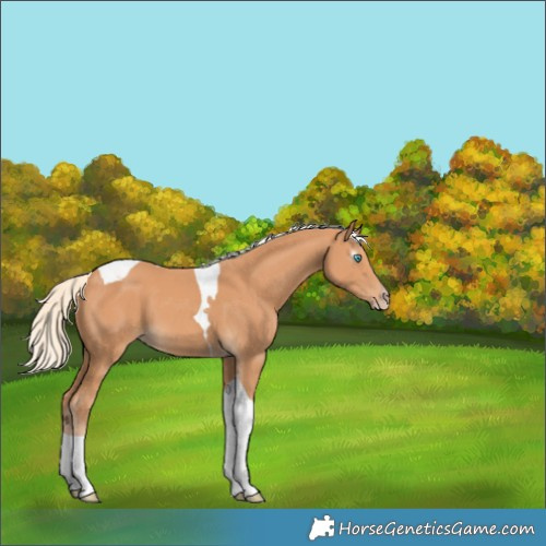 Horse Color:Gray Cremello Tobiano 