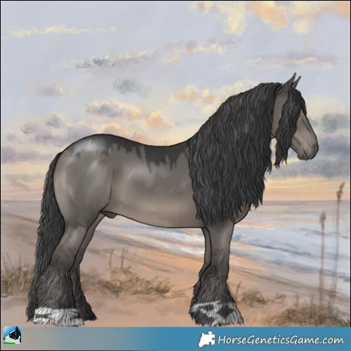 Horse Color:Grullo 