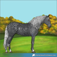 Horse Color:Silver Black Chinchilla Rabicano