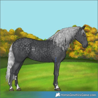 Horse Color:Silver Black Chinchilla Rabicano 