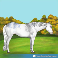 Horse Color:White Spotted Silver Brown Chinchilla Splash Appaloosa 