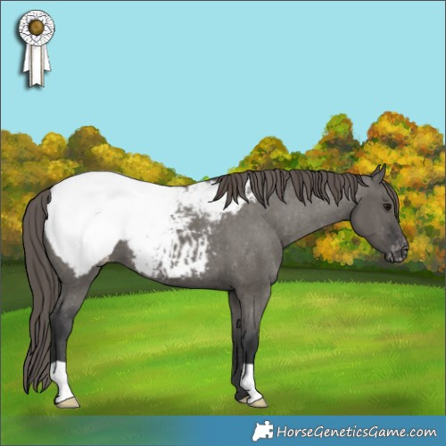Horse Color:Grullo Appaloosa 