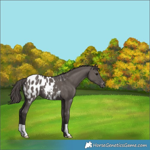 Horse Color:Smoky Grullo Appaloosa 