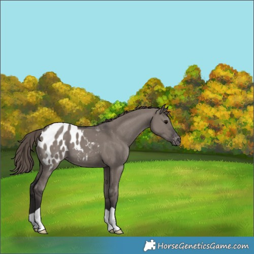 Horse Color:Smoky Grullo Appaloosa 