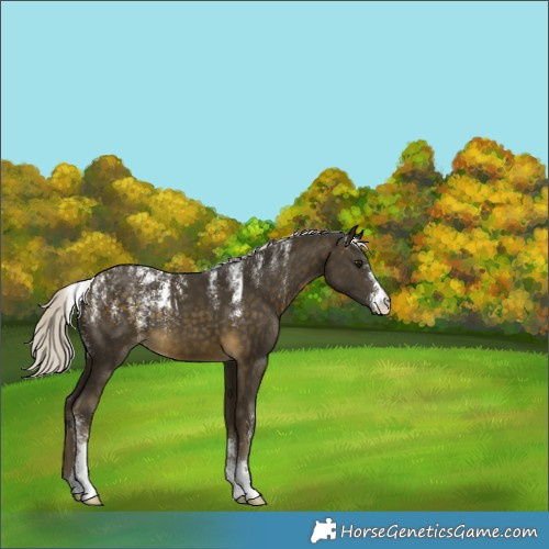 Horse Color:Powder White Silver Buckskin 