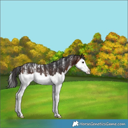 Horse Color:Powder White Brown Splash Rabicano 