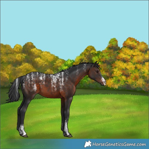Horse Color:Powder White Brown 