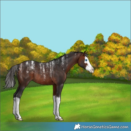 Horse Color:Powder White Bay Splash Rabicano 