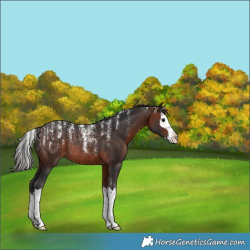 Horse Color:Powder White Brown Splash Rabicano 