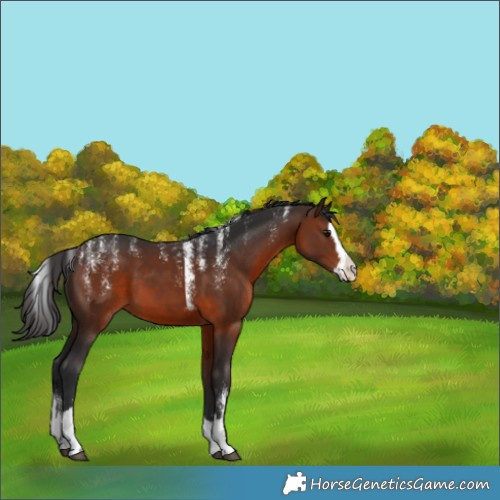 Horse Color:Powder White Brown Splash 