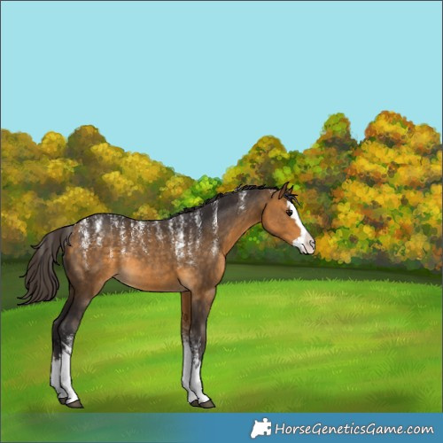 Horse Color:Powder White Buckskin Splash Rabicano 