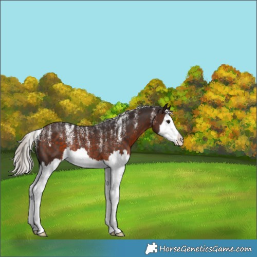 Horse Color:Powder White Silver Brown Splash Rabicano 