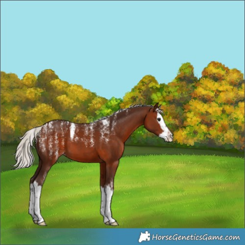 Horse Color:Powder White Silver Brown Splash 
