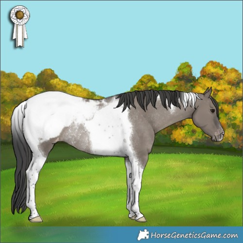 Horse Color:Grullo Tobiano Appaloosa Rabicano 