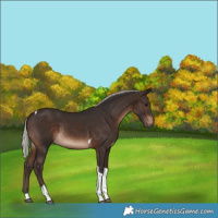 Horse Color:Silver Brown Tobiano Rabicano