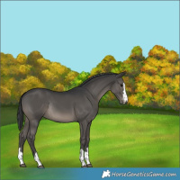 Horse Color:Black Rabicano 