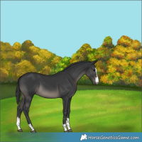 Horse Color:Black Rabicano 