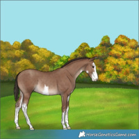 Horse Color:White Spotted Classic Champagne Rabicano 
