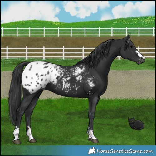 Horse Color:Black Appaloosa 