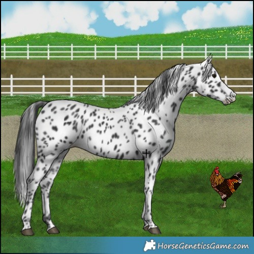 Horse Color:Black Appaloosa 