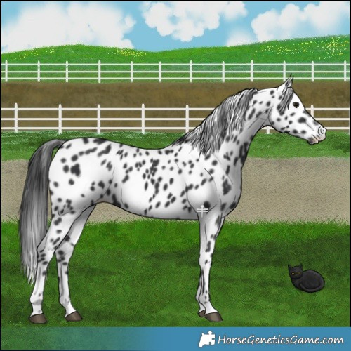 Horse Color:Black Leopard 