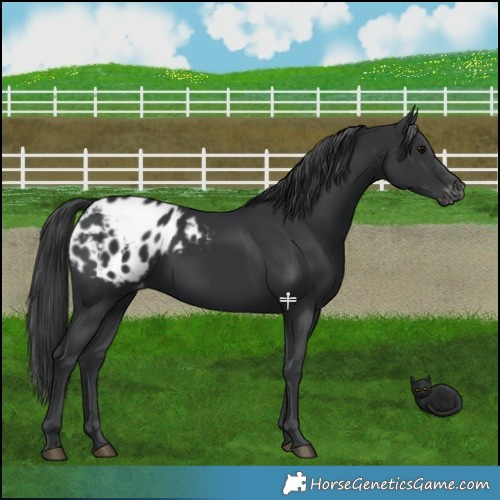 Horse Color:Black Blanket 