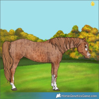 Horse Color:Chestnut Varnish  and Chestnut Varnish 