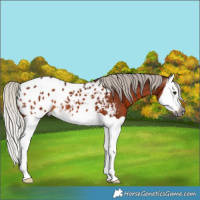 Horse Color:Gray Silver Bay Splash Appaloosa 