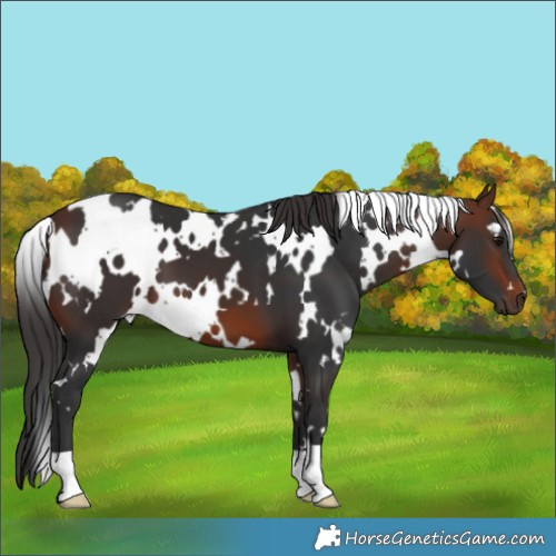 Horse Color:White Spotted Brown 
