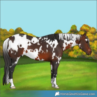 Horse Color:White Spotted Brown 