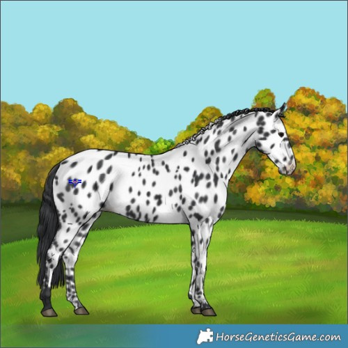 Horse Color:Black Near Leopard 