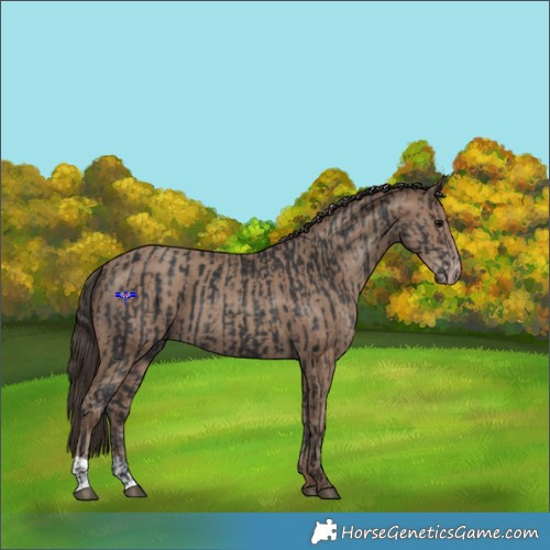 Horse Color:Black  and Classic Champagne 