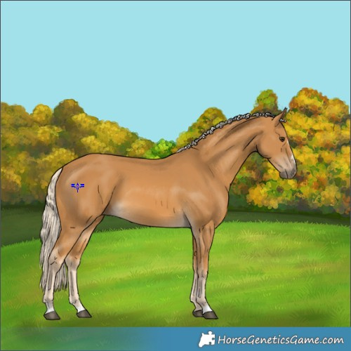 Horse Color:Palomino