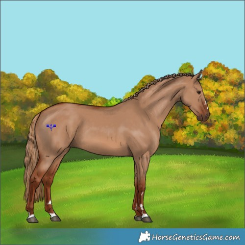 Horse Color:Red Dun 