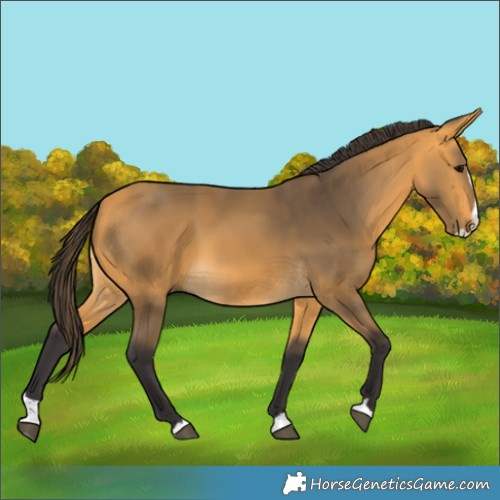 Horse Color:Buckskin Splash 